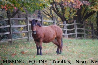 MISSING EQUINE Toodles, Near New Holland, PA, 17557